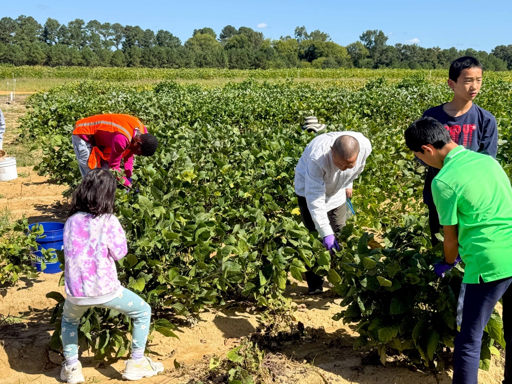 Students courching in a field harvesting soybeans.